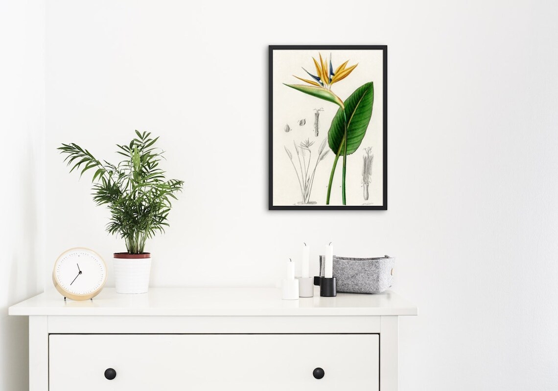Bird Of Paradise, Vintage Botanical Wall Art - Image 2