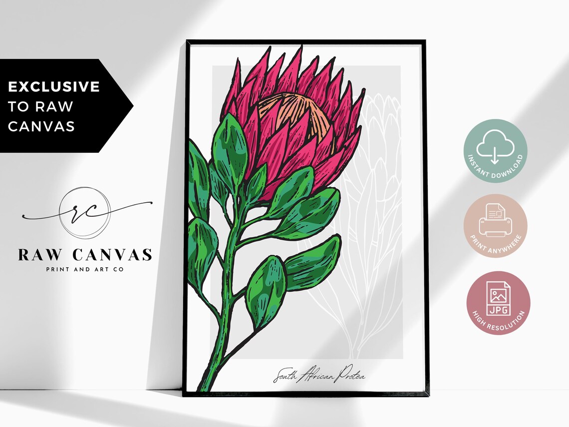 Protea Flower, South African Botanical Illustration