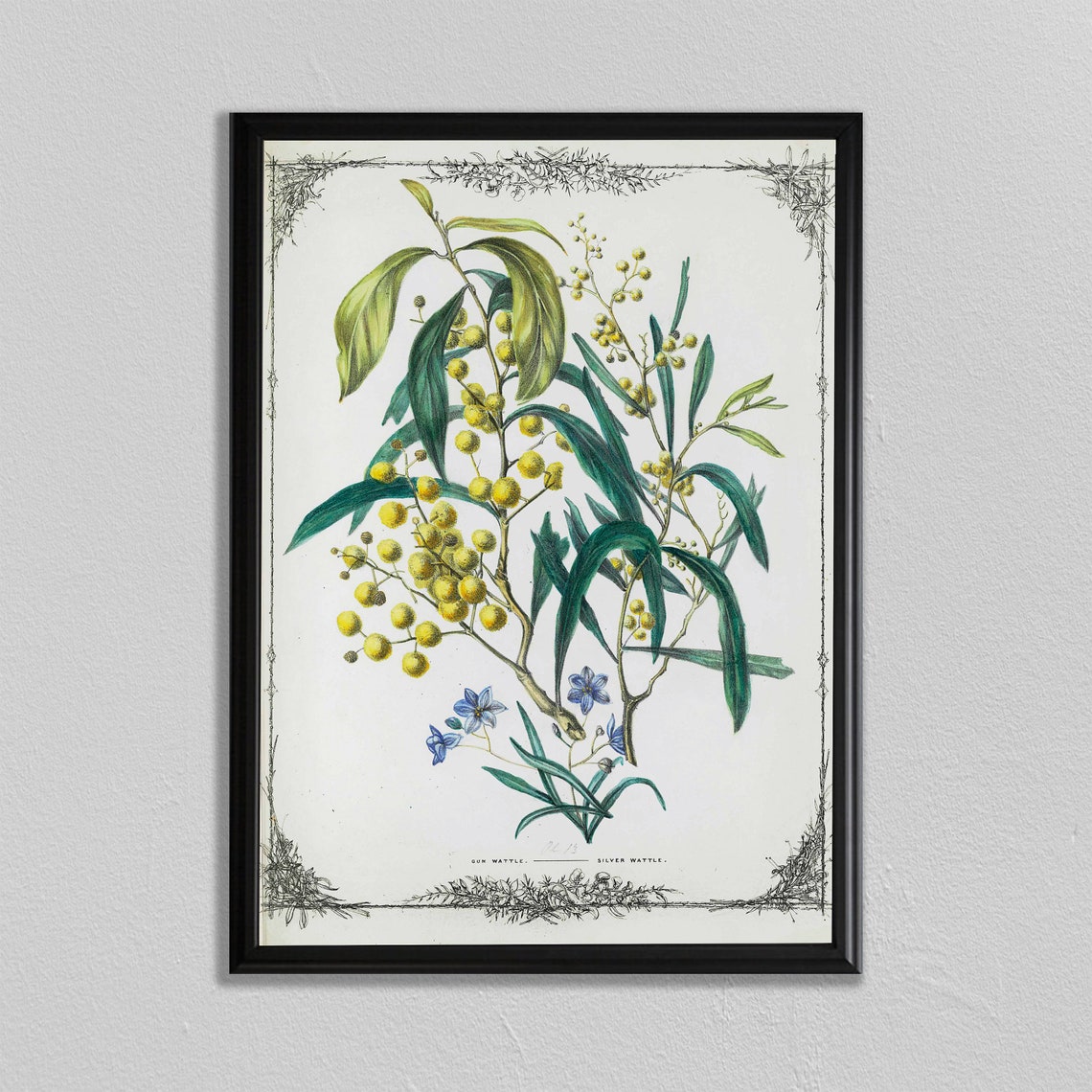 Silver Wattle Australian Vintage Botanical Flower Illustration Poster