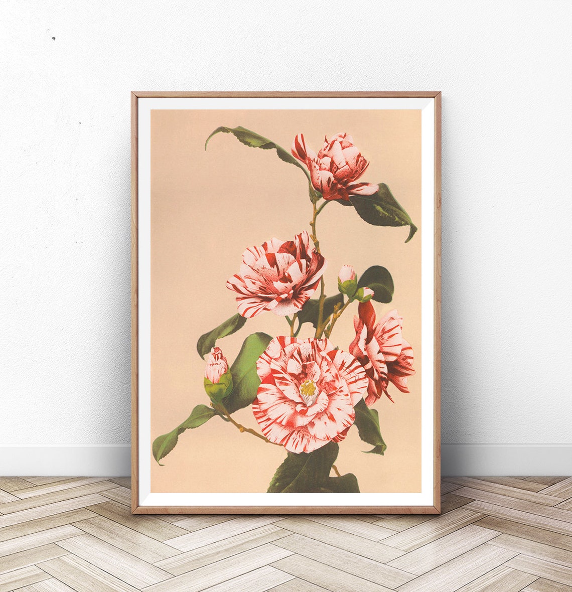 Ogawa Kazumasa Red White Camellia Japanese Botanical Art Poster