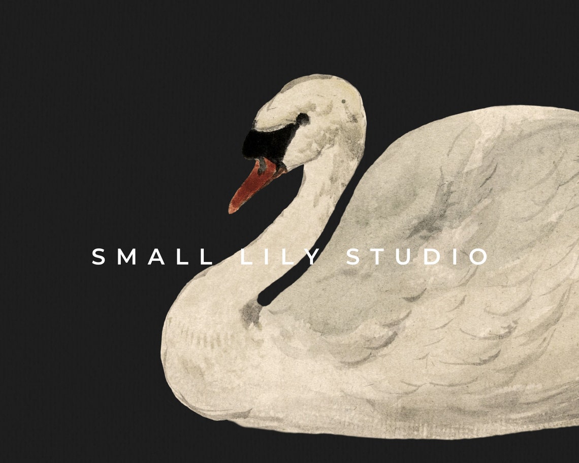White Swan Black Background Minimalist Vintage Bird Art Print Poster - Image 4