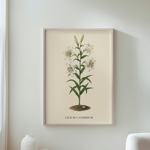 Lilium Candidum White Lily Vintage Botanical Floral Art Poster