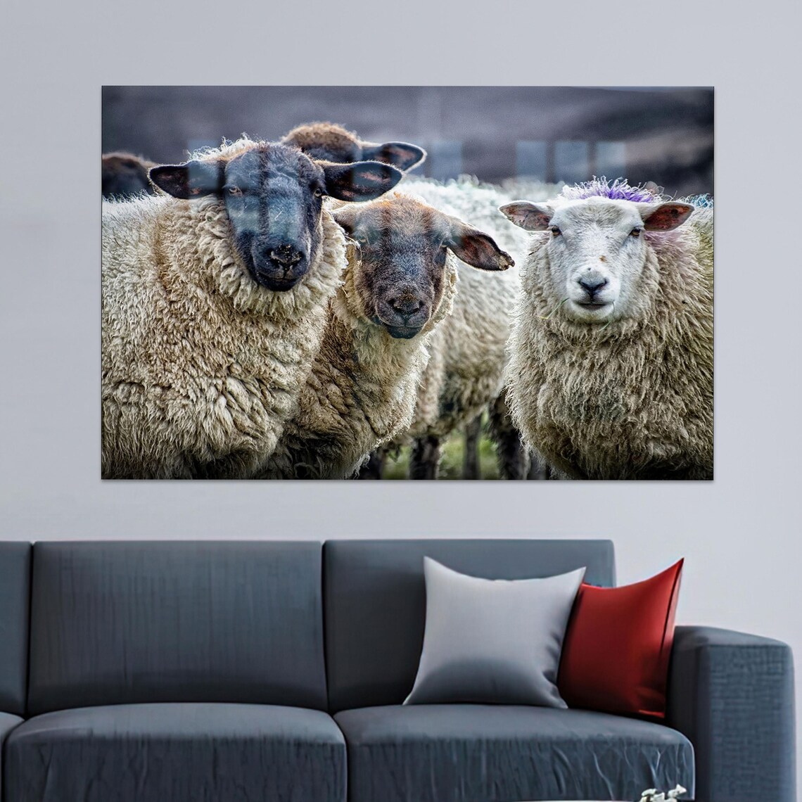 Three Woolly Sheep Flock Close Up Funny Farm Animal Photo Poster