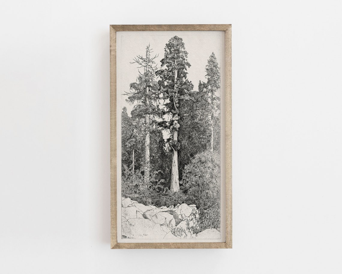 Vintage Tree Sketch Art Print, Botanical Drawing - Image 2