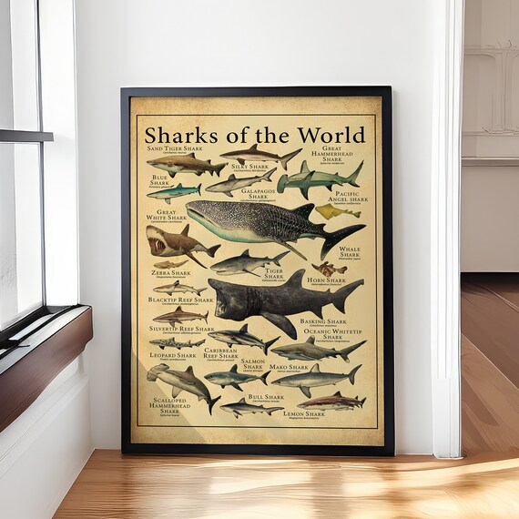 Sharks of the World Retro Illustrated Species Wall Chart Poster