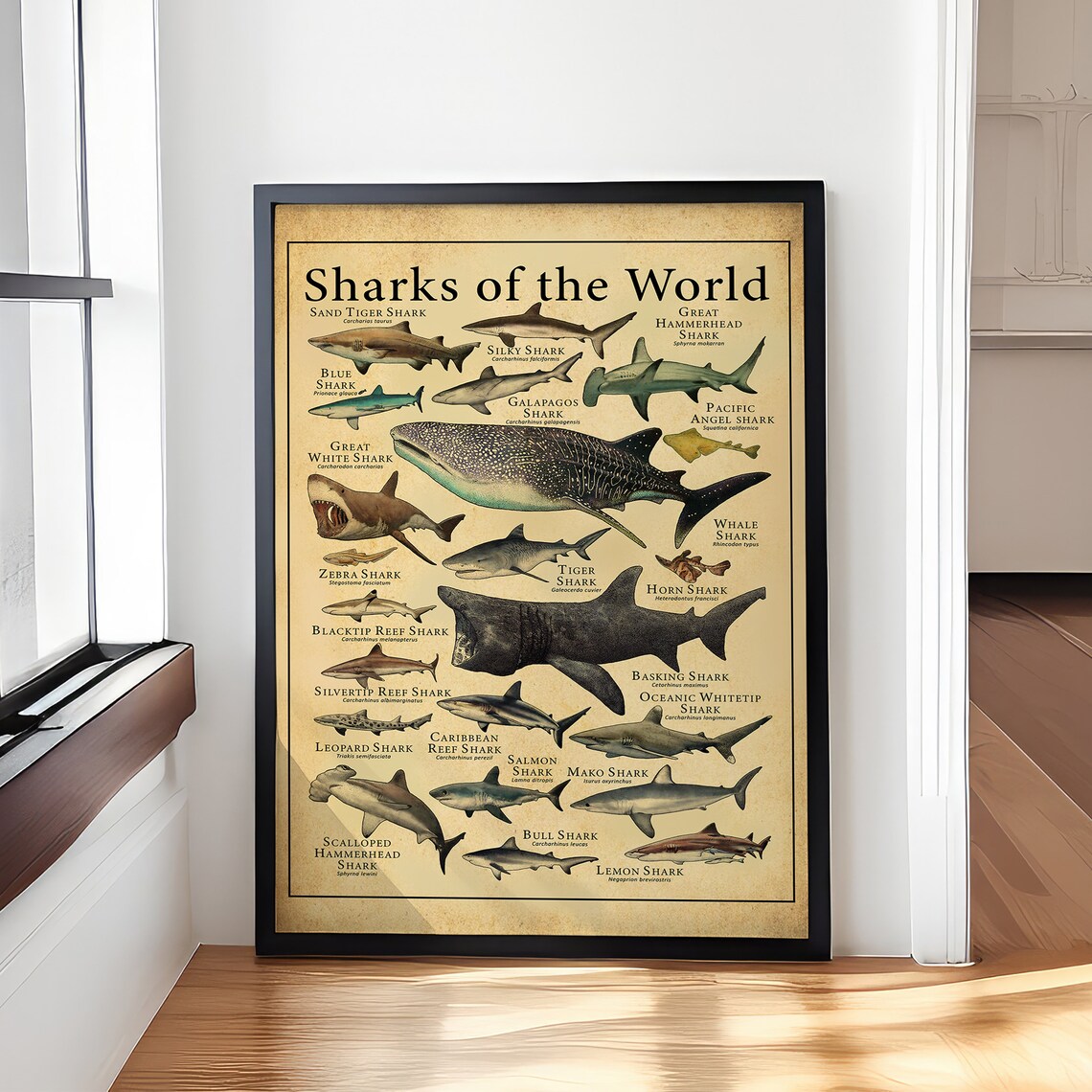 Sharks of the World Retro Illustrated Species Wall Chart Poster
