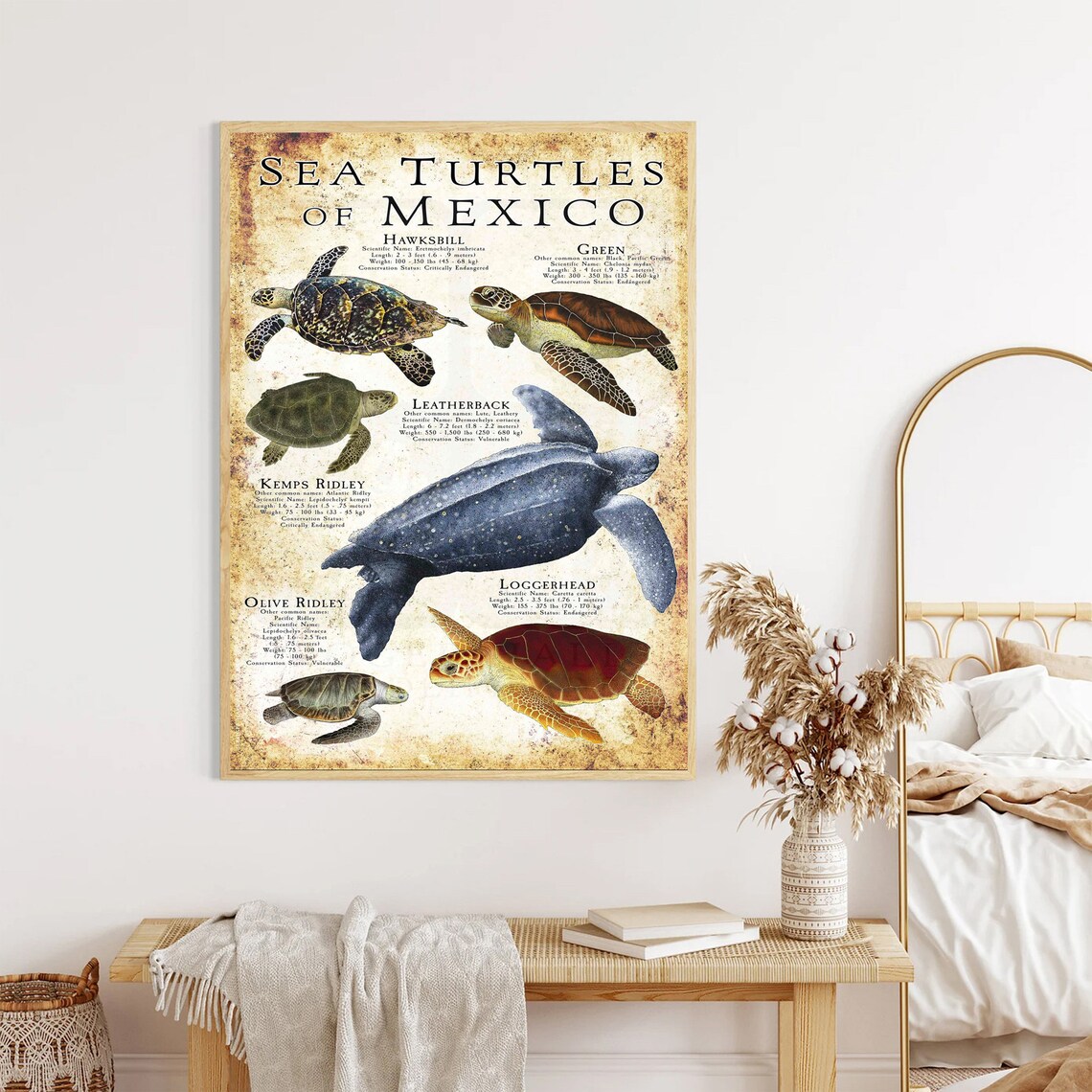 Sea Turtles of Mexico Vintage Species Identification Chart Poster - Image 4
