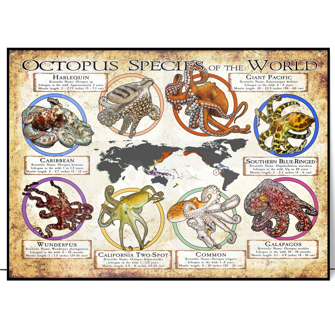 Octopus Species Of The World Poster Retro Octopus Lover Gift Octopus Art Print Education Wall Deco - Image 4
