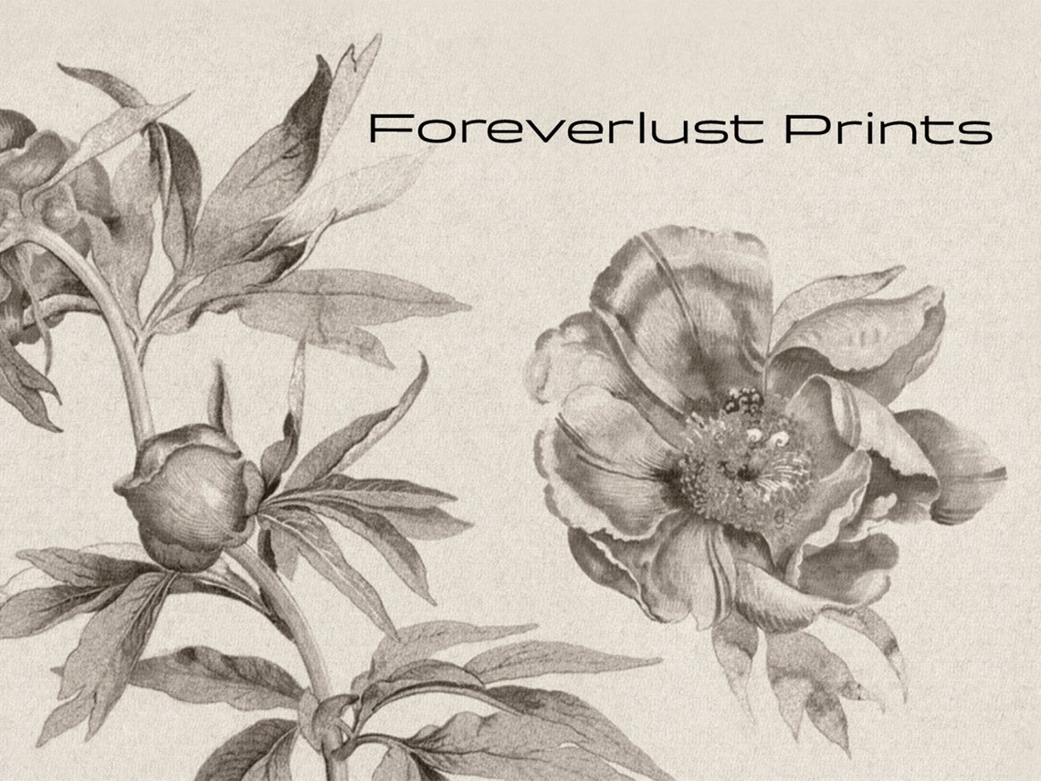 Peony Botanical Ink Sketch Vintage Floral Study Neutral Wall Art Print - Image 2