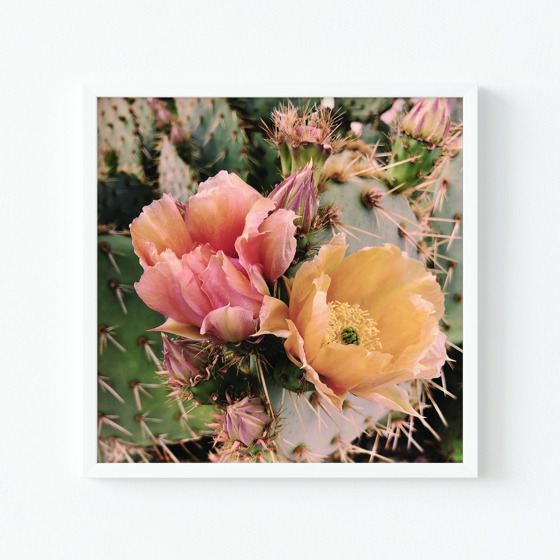 Blooming Cactus Flowers Pink Peach Blossoms Macro Botanical Art Print