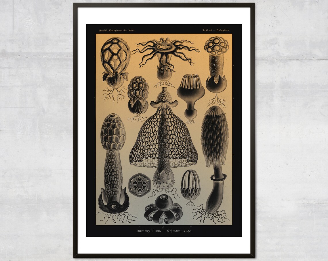 Vintage Mushroom Diagram Art Print Antique Botanical Home Decor Fungus