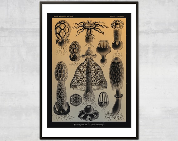 Vintage Mushroom Diagram Art Print Antique Botanical Home Decor Fungus