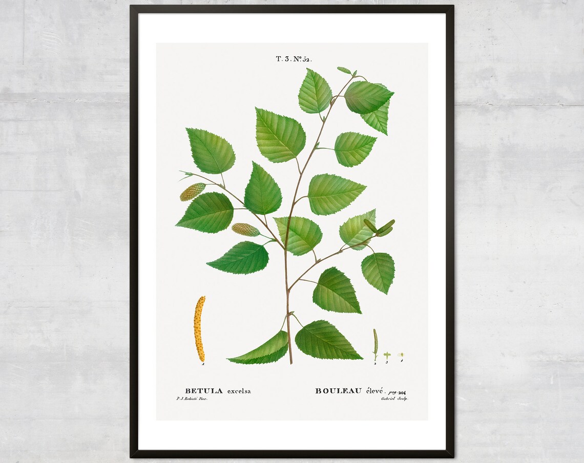 Vintage Birch Tree Print Antique Botanical Wall Art Paper Leaves Poster Rustic Nature Decor