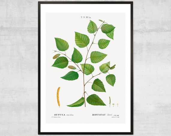Antique Birch Branch Botanical Betula Excelsa Vintage Leaf Print