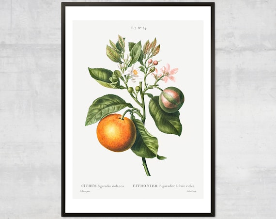 Vintage Orange Fruit Diagram Lithograph, Botanical Wall Art Print