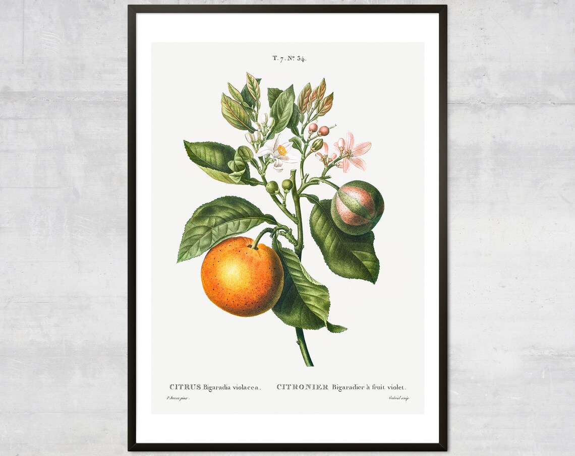 Vintage Orange Fruit Diagram Lithograph, Botanical Wall Art Print