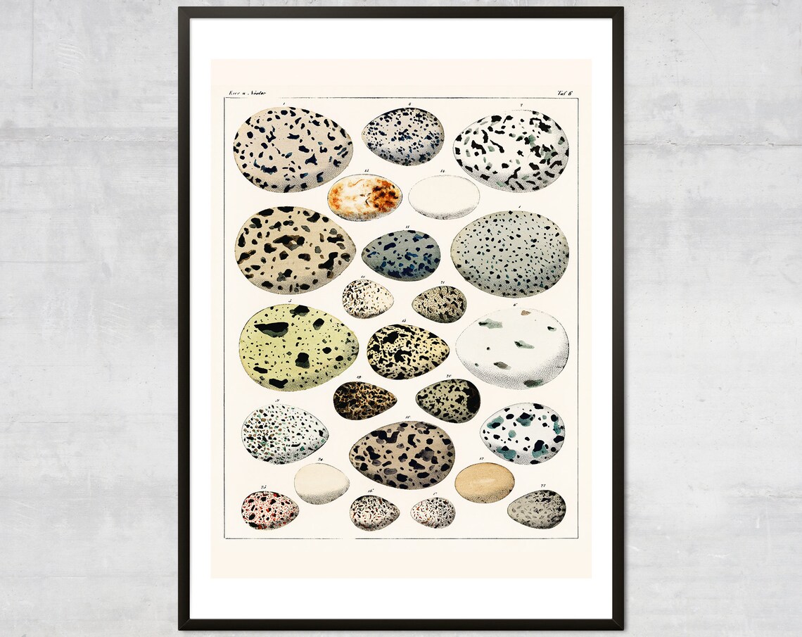 Vintage Eggs Art Print, Antique British Diagram