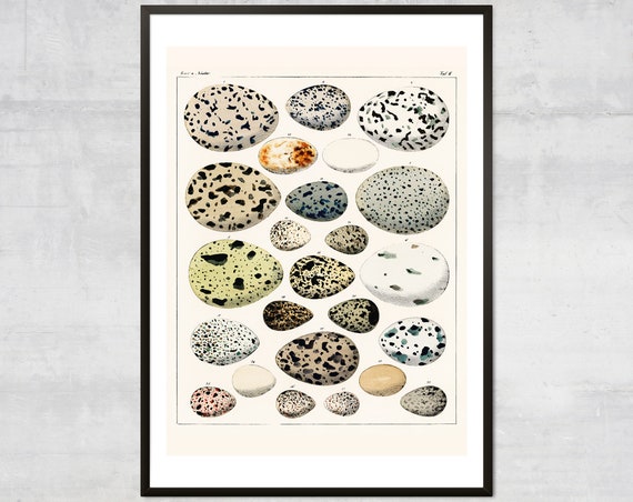 Vintage Eggs Art Print, Antique British Diagram