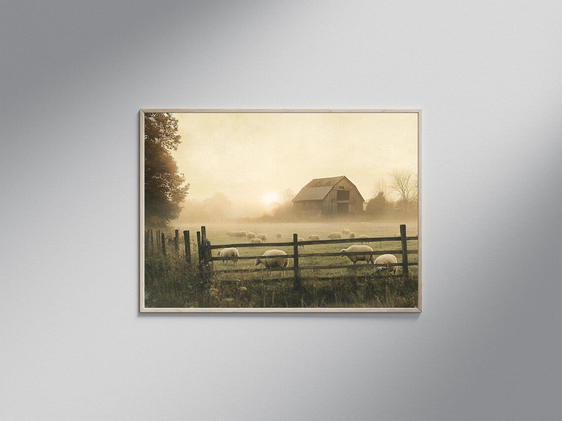 Rustic Farmhouse Sheep Pasture, Sunrise Barn Art Print