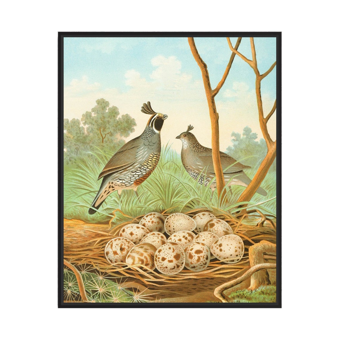 California Valley Quail Pair Guarding a Nest of Speckled Eggs Poster