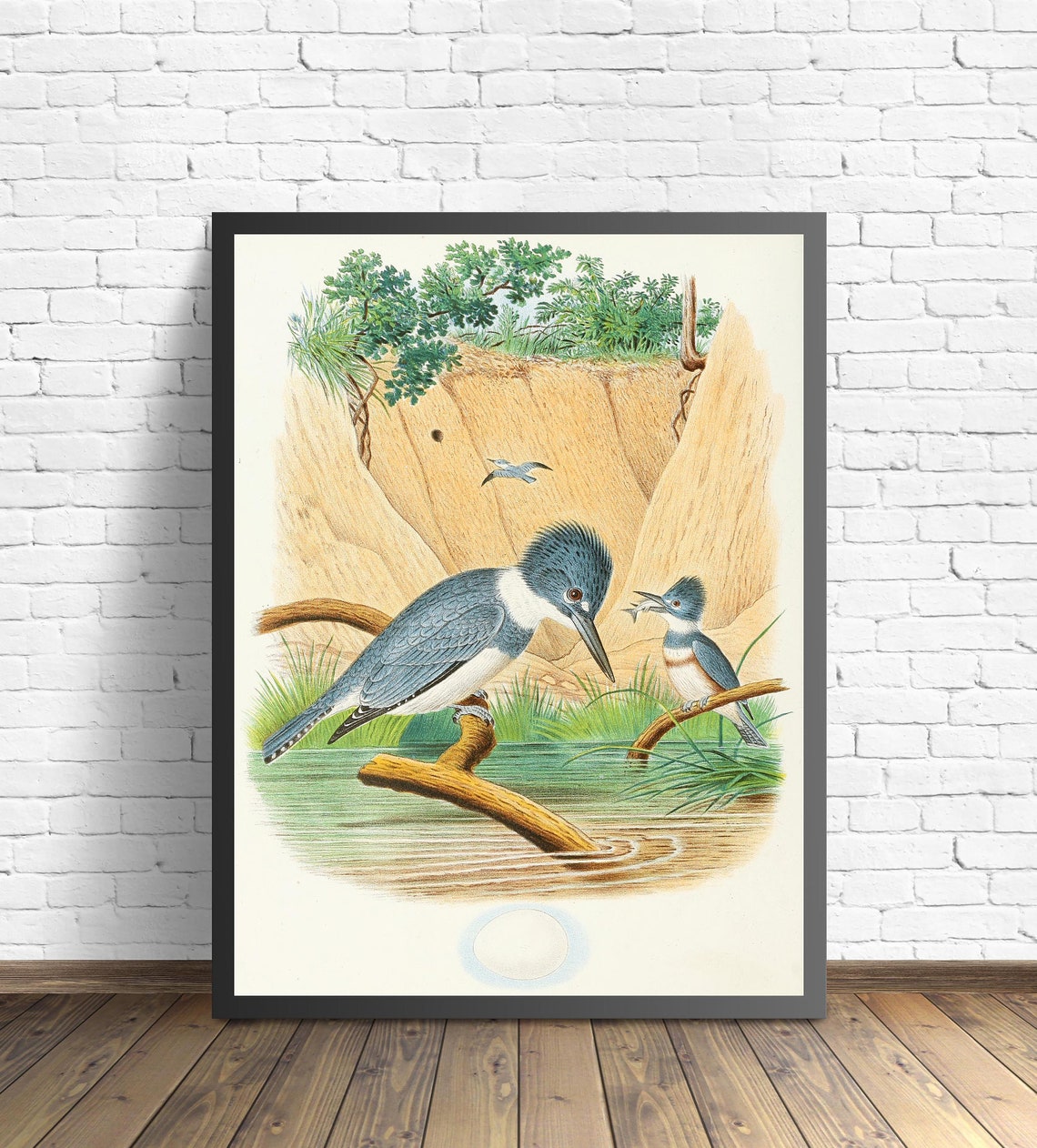 Belted Kingfisher Pair by the Water Vintage Bird Illustration Poster - Image 2