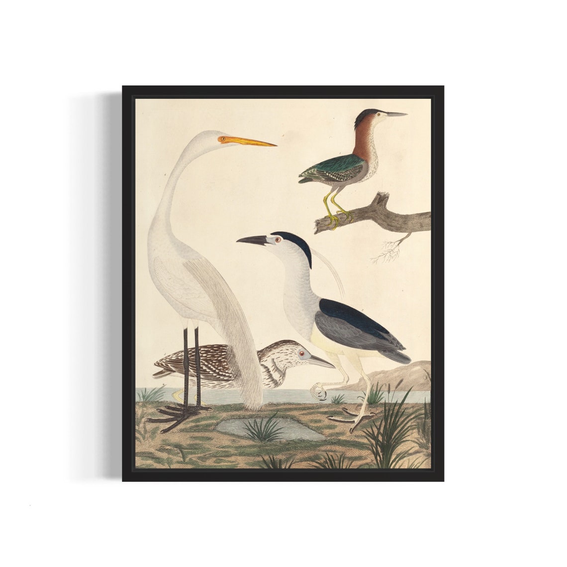 Great White Egret Green Heron Bird Vintage Ornithology Wall Art