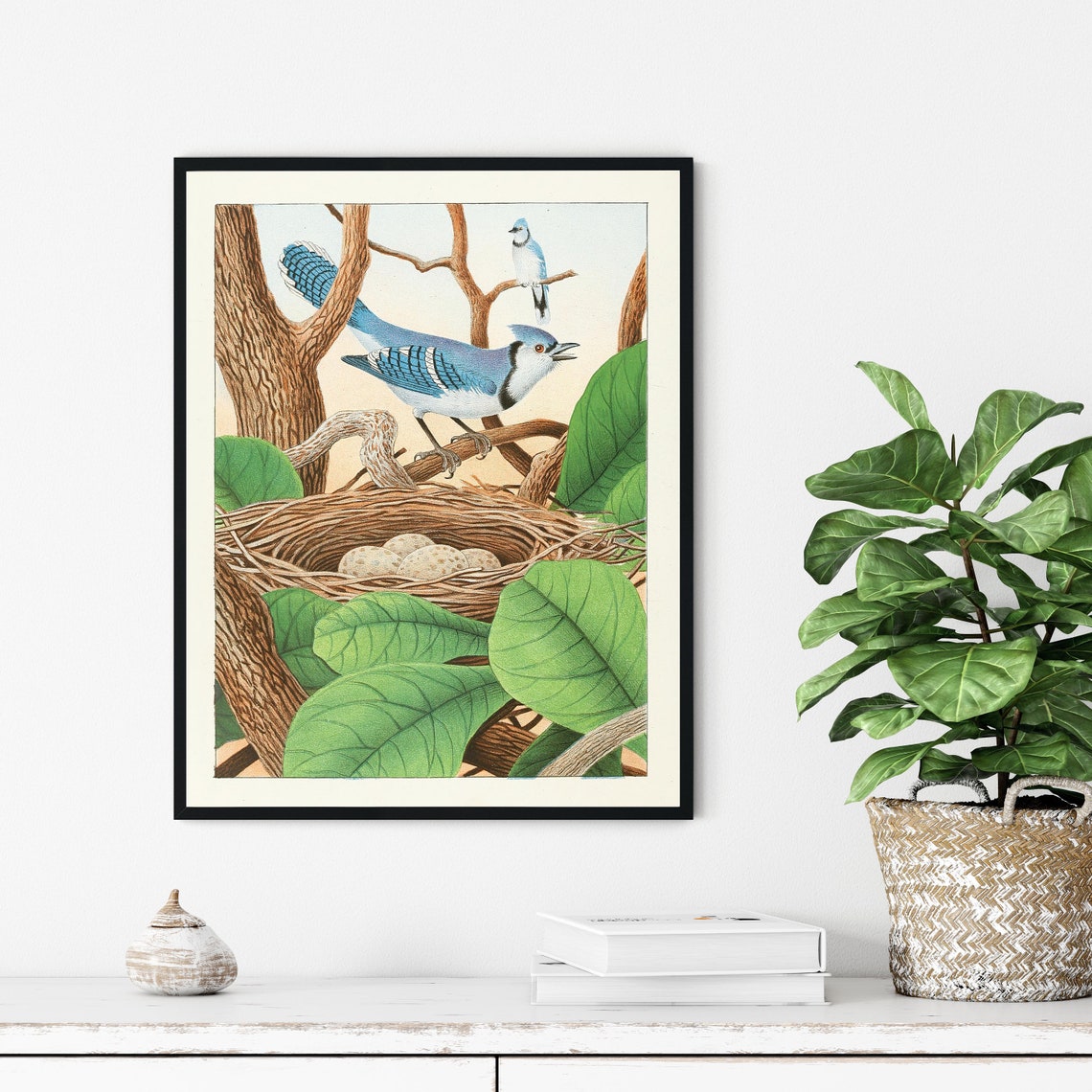 Blue Jay Pair at Their Nest With Eggs Vintage Bird Art Poster - Image 3