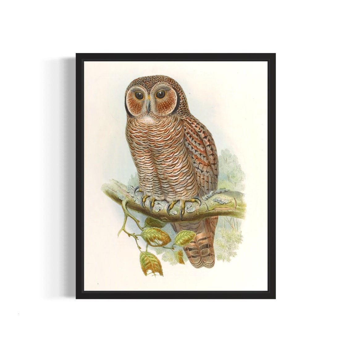 Speckled Mottled Owl on Leafy Branch Vintage Naturalist Art Print