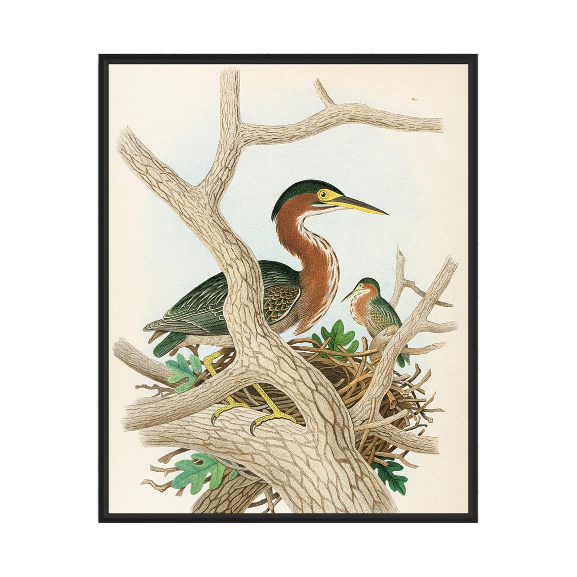 Green Heron Pair Nesting in the Branches Vintage Bird Art Poster