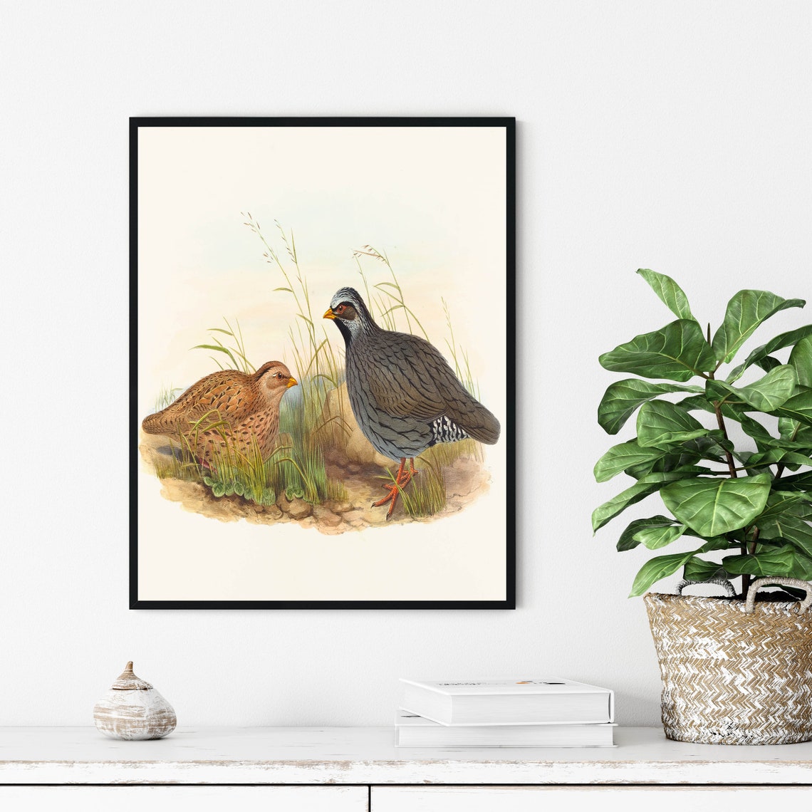 Grey Francolin Pair Vintage Ornithological Bird Illustration Poster - Image 3