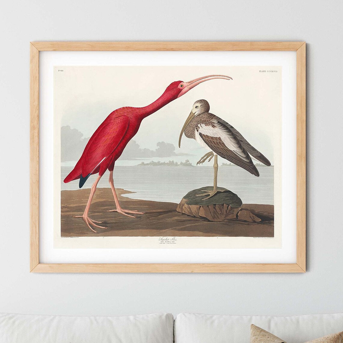 Scarlet Ibis Vintage Illustration Art Print