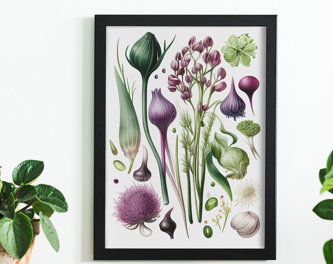 Vintage Allium Vegetable Botanical Sketch White Background Print