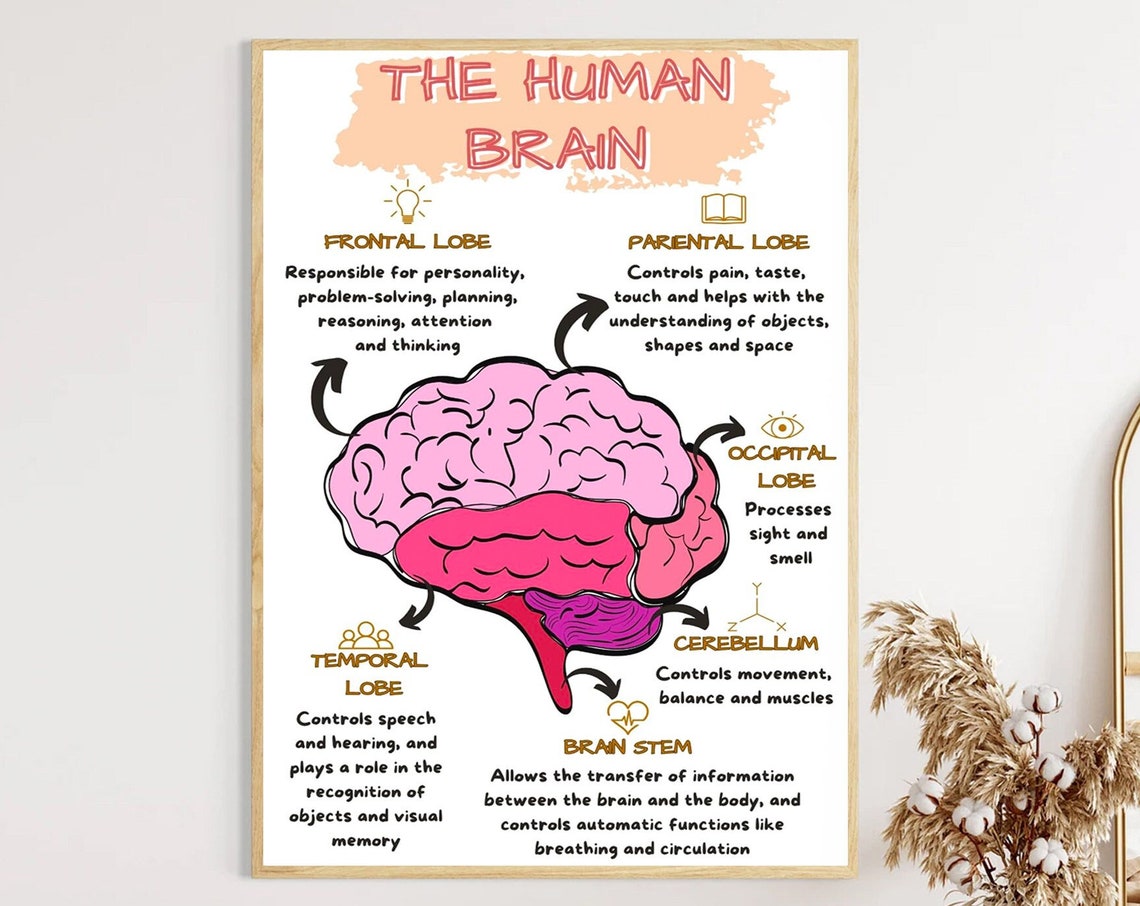 The Human Brain Lobes Functions Colorful Educational Anatomy Poster