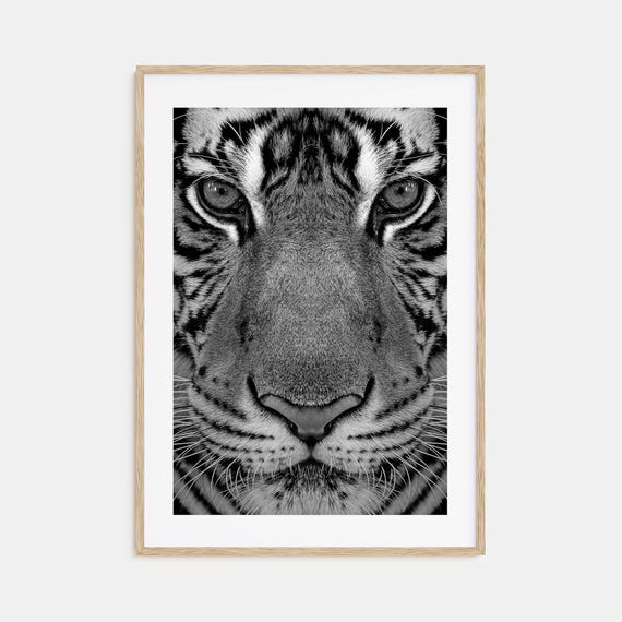 Tiger Photo Poster Print No 1 Tiger Black And White Wall Art Tiger Wall Photography Tiger Travel Tiger Map Poster