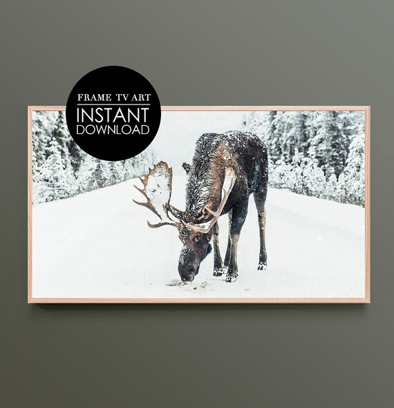 Bull Moose in Deep Snow Winter Wildlife Nature Photo Art Poster