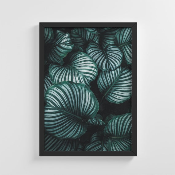 Tropical Leaf Photo, Stylish Home Decoration