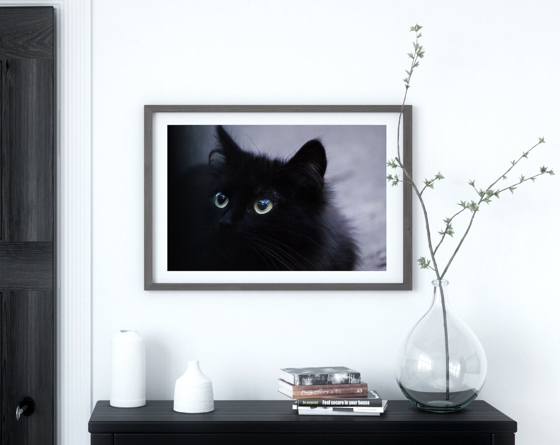 Fluffy Black Cat with Green Eyes Moody Pet Photography Wall Art