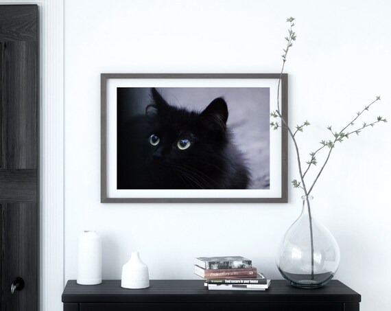 Fluffy Black Cat with Green Eyes Moody Pet Photography Wall Art