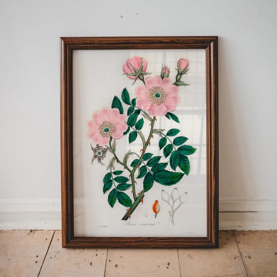 Dog Rose Illustration Floral Wall Art Medical Botany Textbook Vintage Bedroom Decor Large