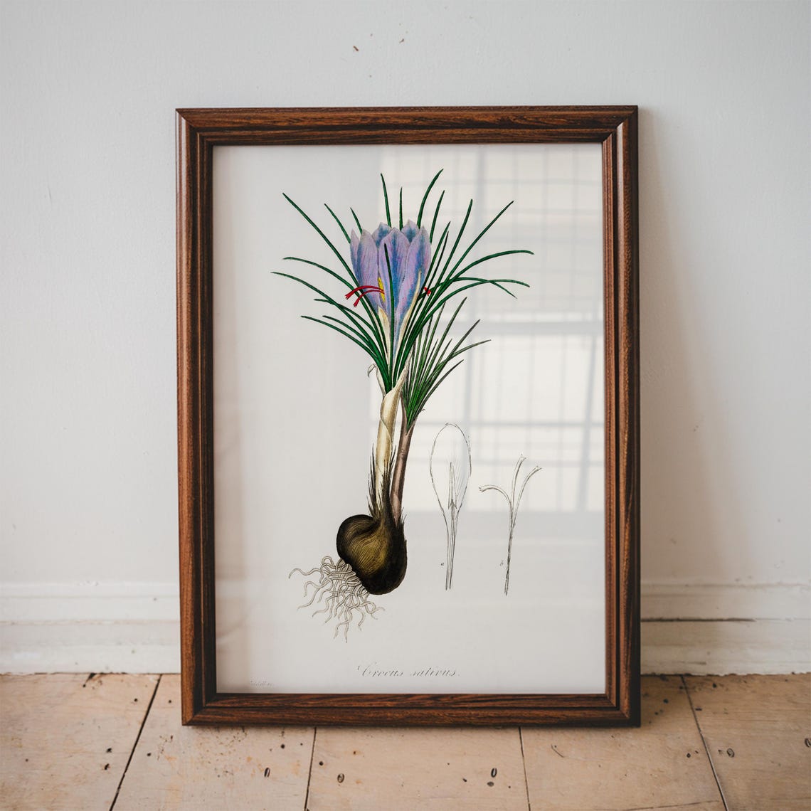 Crocus Sativus Saffron Bloom Bulb Vintage Botanical Art Print