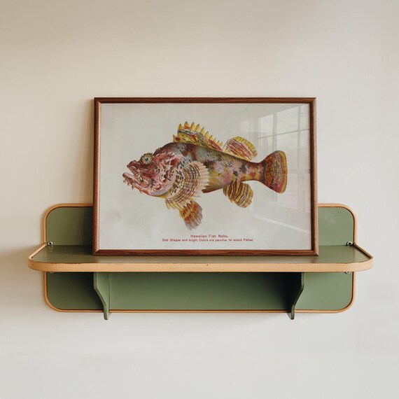 Hawaiian Fish Nohu Vintage Print Tropical Poster Antique Animal Painting Wall Art Decor