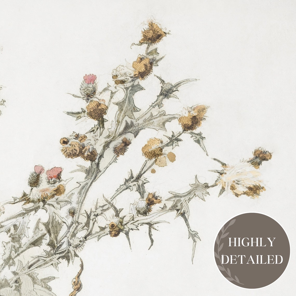 Antique Botanical Wildflower Sketch Neutral Thistle Drawing Wall Art - Image 3