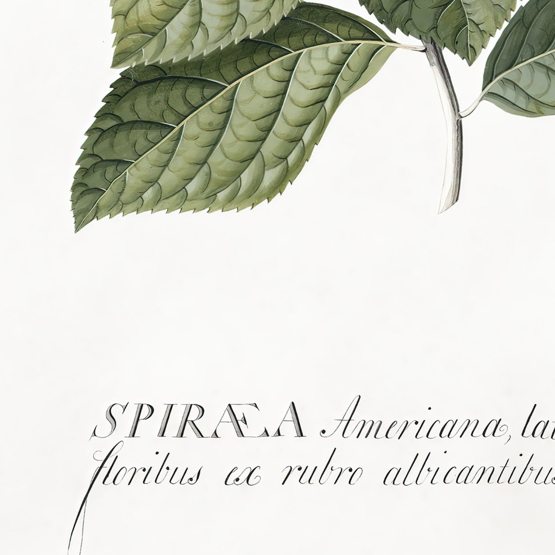 Antique Meadowsweet Botanical Study Vintage White Flower Wall Art - Image 3
