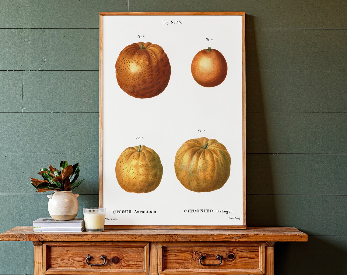 Oranges Botanical Art Print, Kitchen Wall Decor