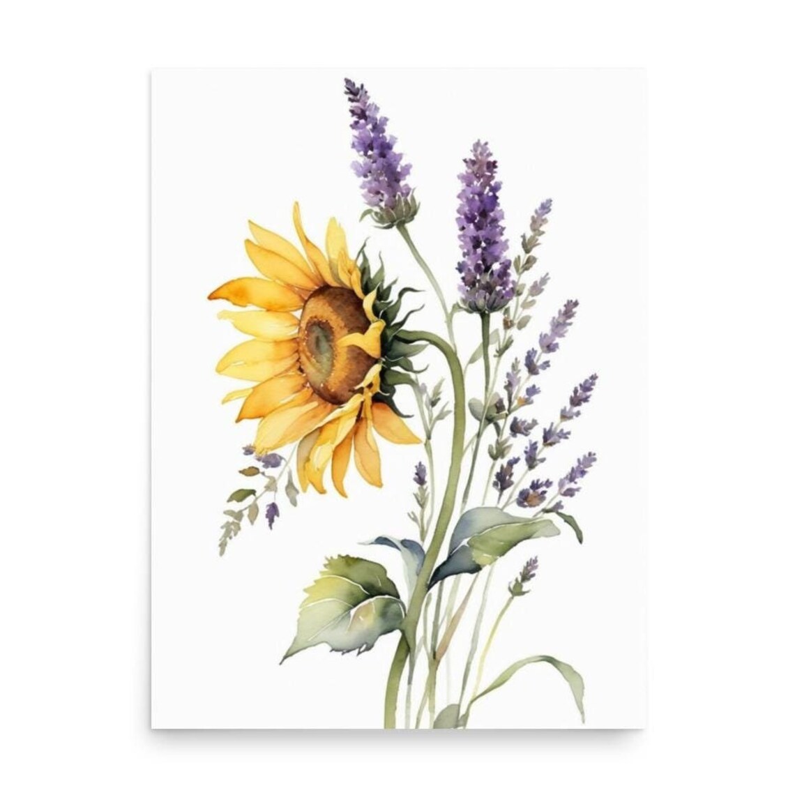 Sunflower With Lavender Sprigs Botanical Watercolor Floral Poster