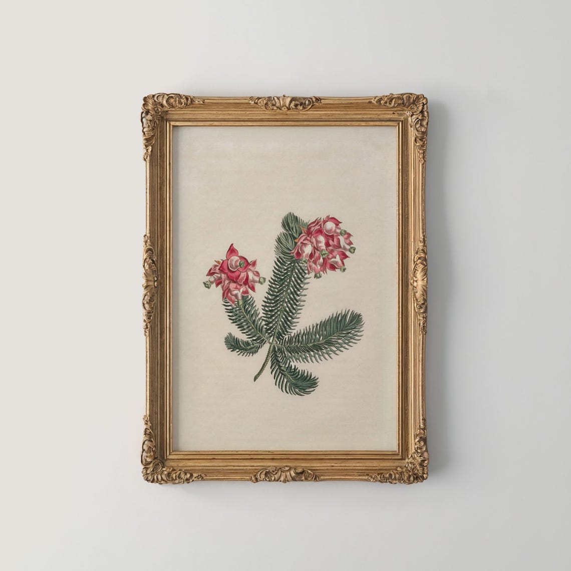 Pink Grevillea Blooms With Ferny Foliage Botanical Decor Print