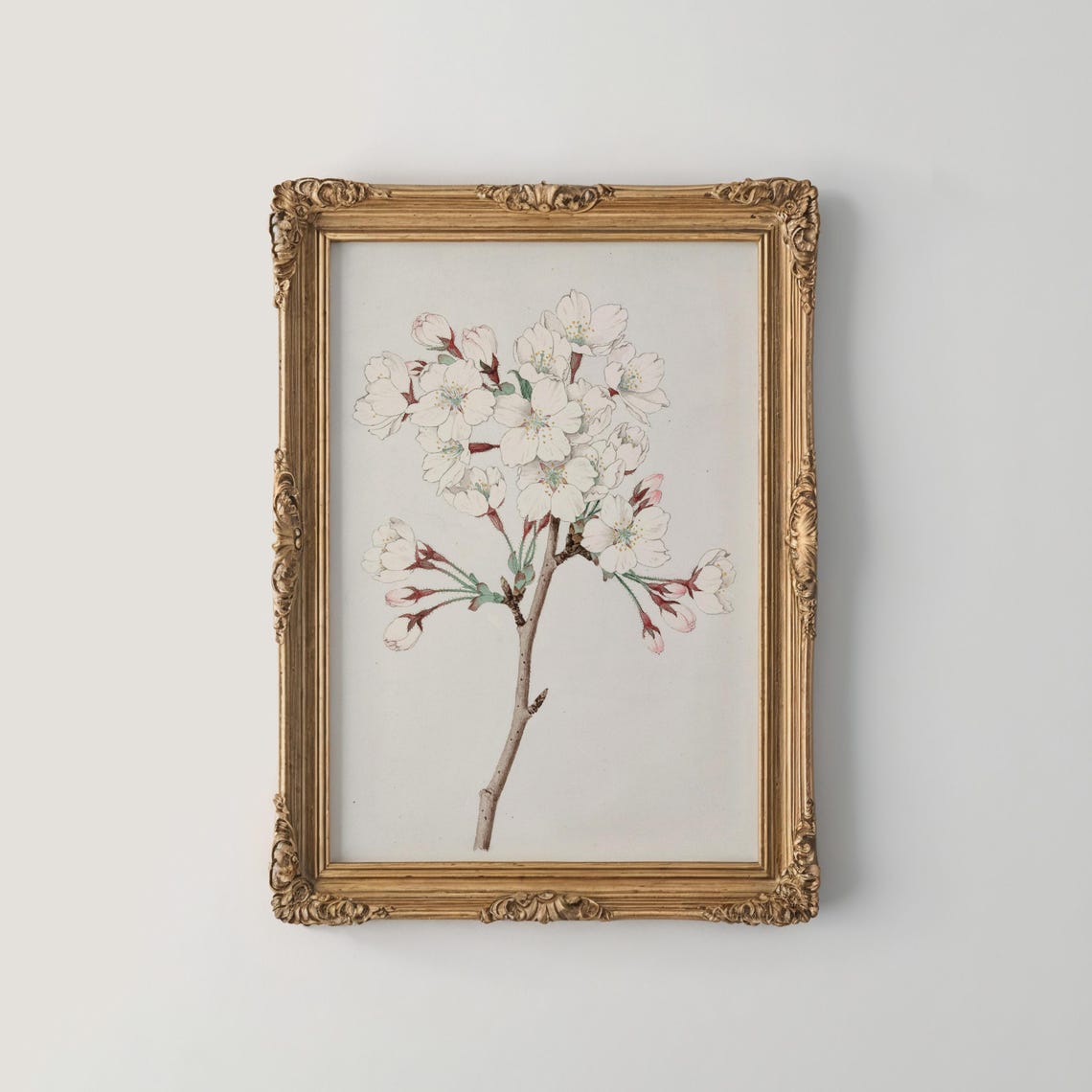 White Cherry Blossom Branch Vintage Botanical Illustration Poster