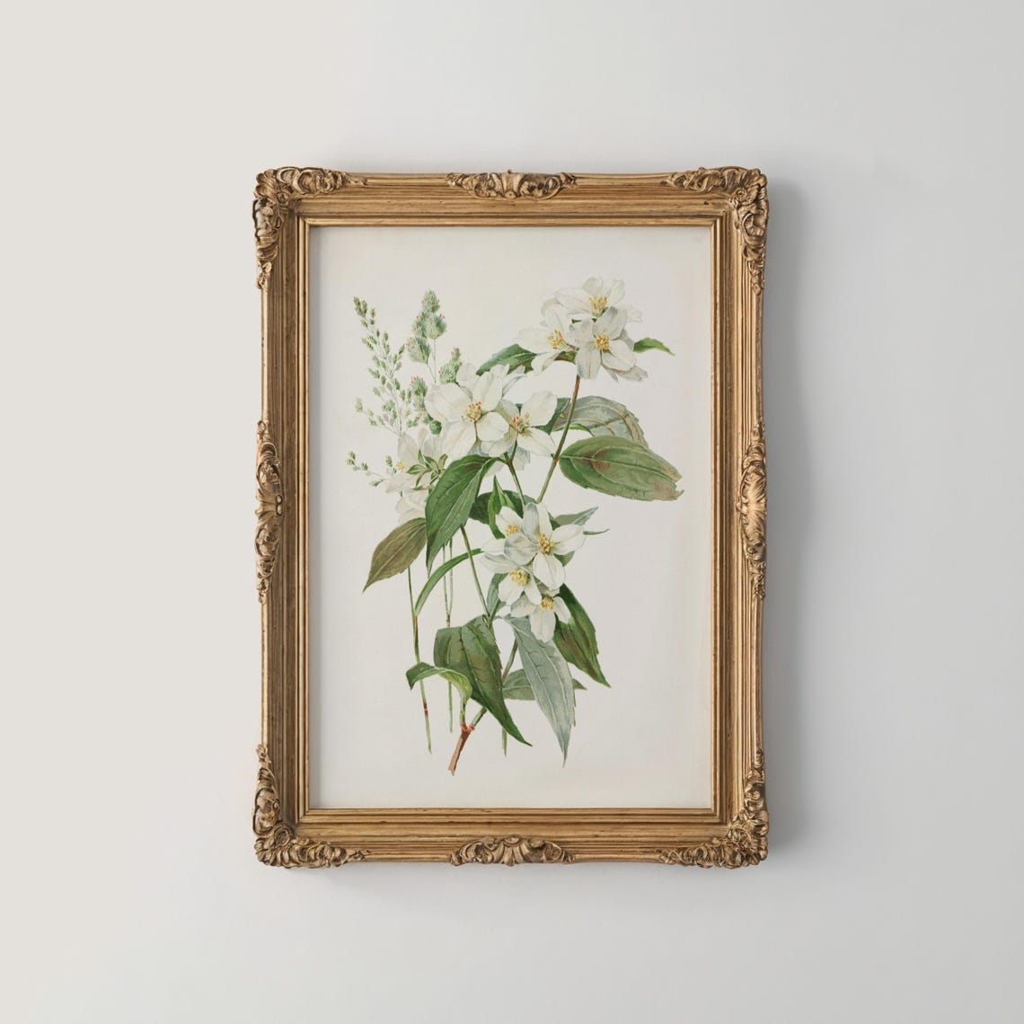 Soft White Jasmine Blossom Branch Vintage Botanical Wall Poster