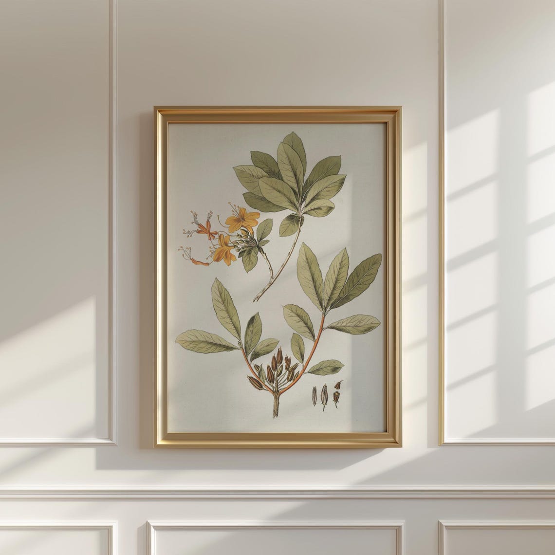 Orange Honeysuckle Botanical Illustration With Seed Pods Print - Image 5