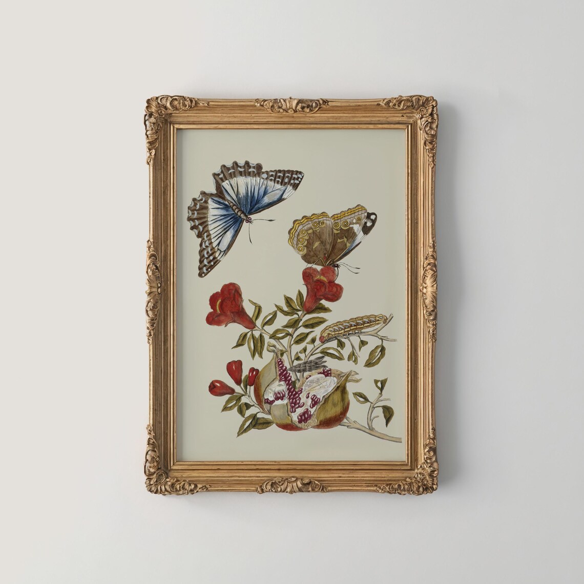 Butterflies with Red Blossoms in Antique Botanical Illustration Poster